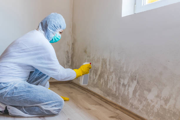 Black mold inspection in Inver Grove Heights